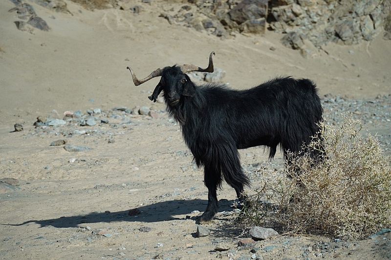 drought-tolerant-goat